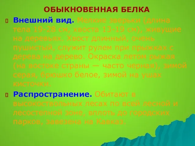 ОБЫКНОВЕННАЯ БЕЛКА Внешний вид. Мелкие зверьки (длина тела 19-28 см, хвоста 13-19