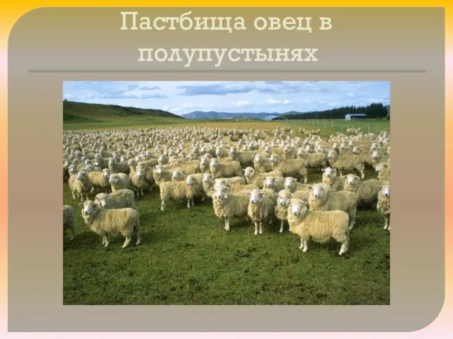 Пастбища овец в полупустынях