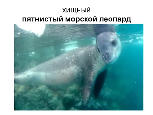 хищный пятнистый морской леопард