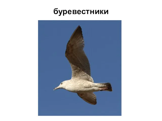 буревестники