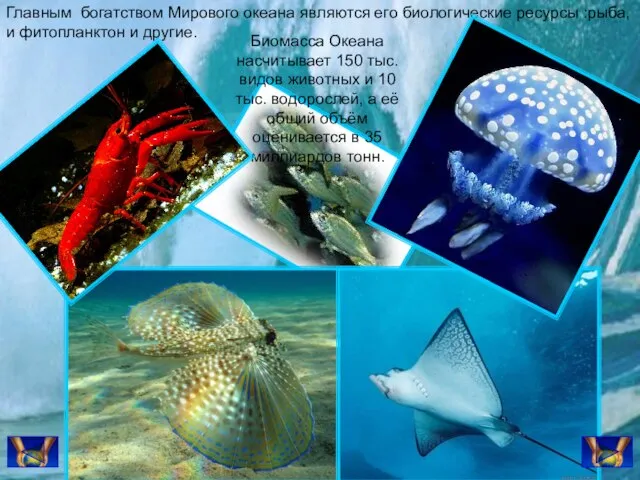 Главным богатством Мирового океана являются его биологические ресурсы :рыба, и фитопланктон и