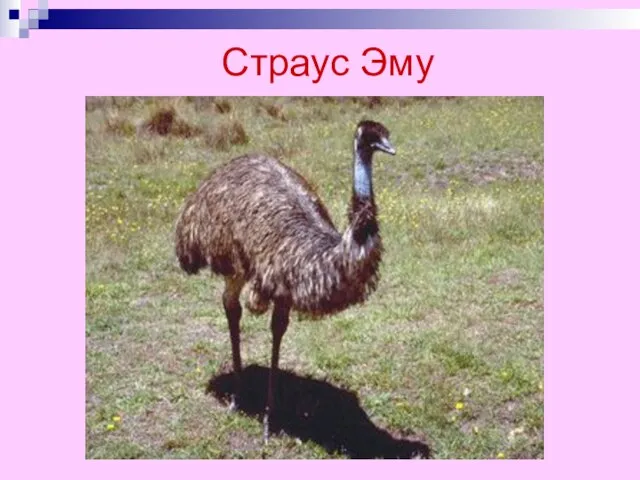 Страус Эму