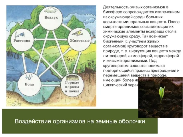 Воздействие организмов на земные оболочки Деятельность живых организмов в биосфере сопровождается извлечением