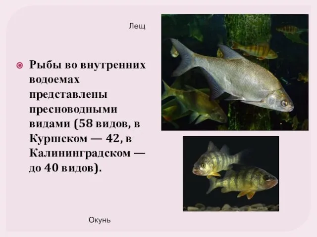 Рыбы во внутренних водоемах представлены пресноводными видами (58 видов, в Куршском —
