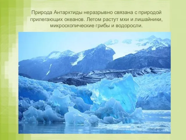 Природа Антарктиды неразрывно связана с природой прилегающих океанов. Летом растут мхи и