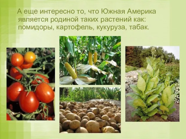 А еще интересно то, что Южная Америка является родиной таких растений как: помидоры, картофель, кукуруза, табак.