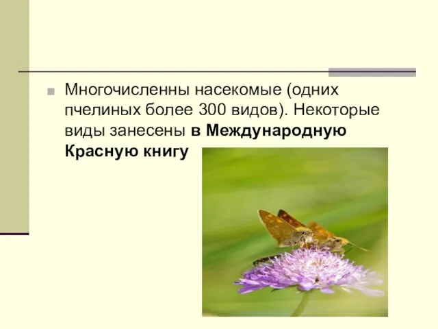 Многочисленны насекомые (одних пчелиных более 300 видов). Некоторые виды занесены в Международную Красную книгу