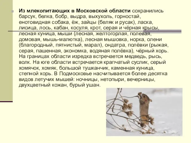 Из млекопитающих в Московской области сохранились барсук, белка, бобр, выдра, выхухоль, горностай,