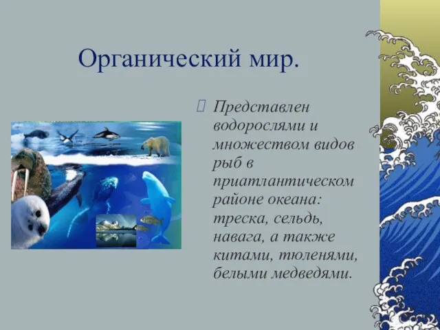 Органический мир. Представлен водорослями и множеством видов рыб в приатлантическом районе океана: