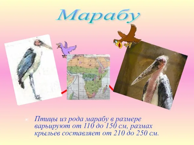 Птицы из рода марабу в размере варьируют от 110 до 150 см,