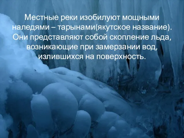 Местные реки изобилуют мощными наледями – тарынами(якутское название).Они представляют собой скопление льда,