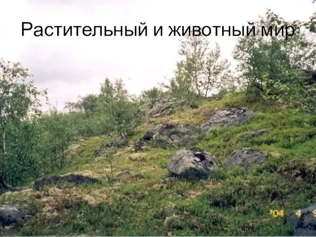 Растительный и животный мир