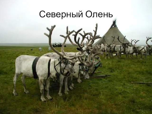 Северный Олень