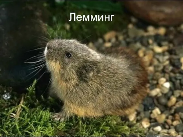 Лемминг