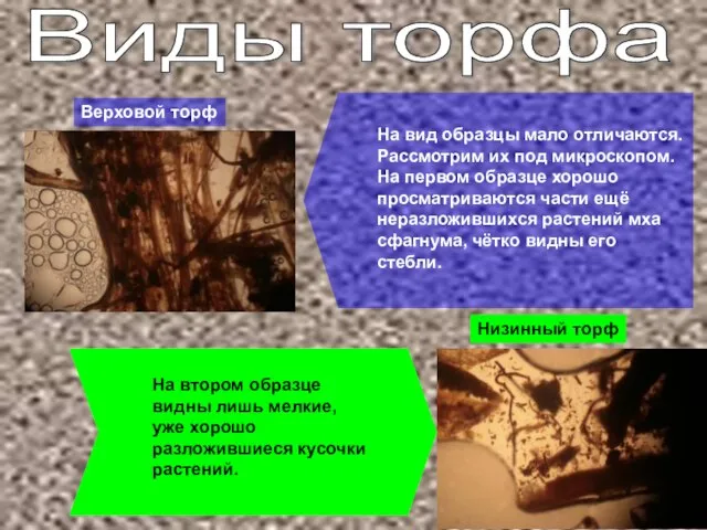 Виды торфа Верховой торф Низинный торф На вид образцы мало отличаются. Рассмотрим