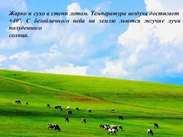 Жарко и сухо в степи летом. Температура воздуха достигает +40°. С безоблачного