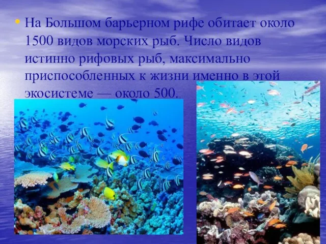 На Большом барьерном рифе обитает около 1500 видов морских рыб. Число видов