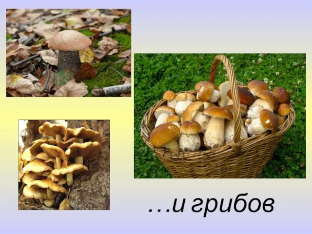 …и грибов