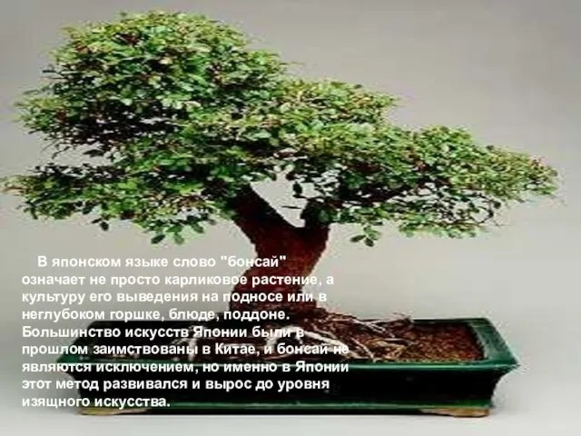 В японском языке слово "бонсай" означает не просто карликовое растение, а культуру