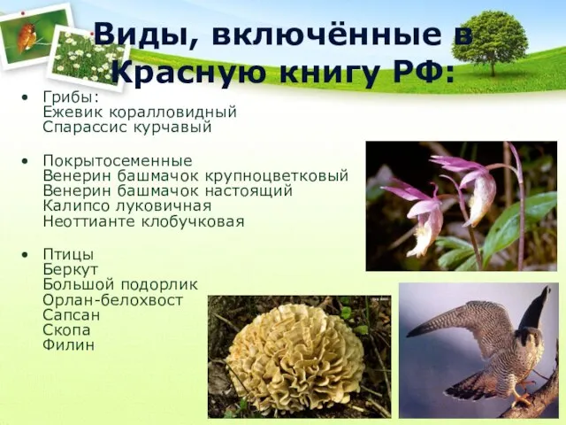 Виды, включённые в Красную книгу РФ: Грибы: Ежевик коралловидный Спарассис курчавый Покрытосеменные