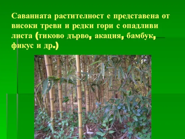 Саванната растителност е представена от високи треви и редки гори с опадливи