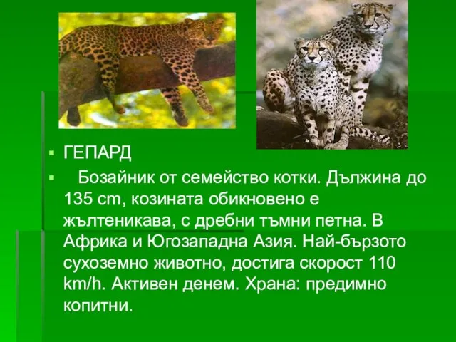 ГЕПАРД Бозайник от семейство котки. Дължина до 135 cm, козината обикновено е