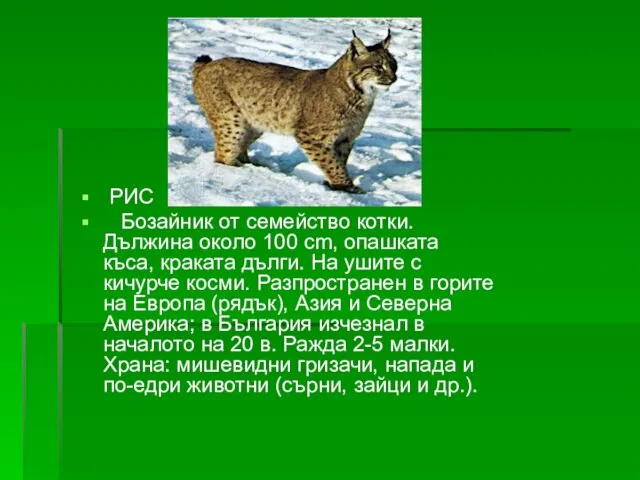 РИС Бозайник от семейство котки. Дължина около 100 cm, опашката къса, краката