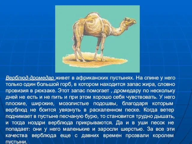 Верблюд-дромедар живет в африканских пустынях. На спине у него только один большой