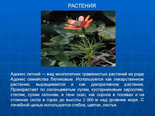 РАСТЕНИЯ Адонис летний — вид многолетних травянистых растений из рода Адонис семейства