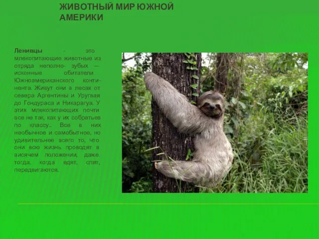 Животный мир южной америки Ленивцы - это млекопитающие животные из отряда неполно-