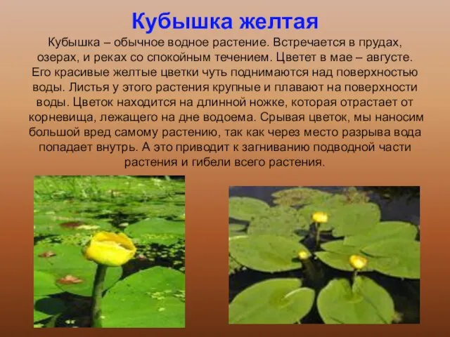 Кубышка желтая Кубышка – обычное водное растение. Встречается в прудах, озерах, и