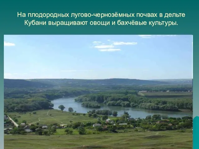 На плодородных лугово-чернозёмных почвах в дельте Кубани выращивают овощи и бахчёвые культуры.