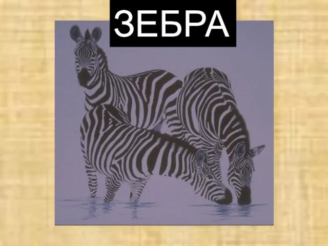 ЗЕБРА