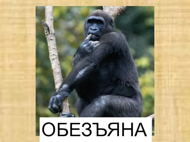 ОБЕЗЪЯНА