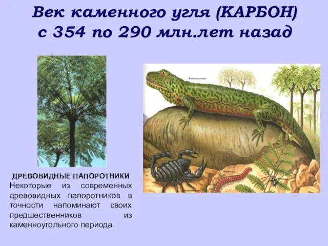 Век каменного угля (КАРБОН) с 354 по 290 млн.лет назад ДРЕВОВИДНЫЕ ПАПОРОТНИКИ