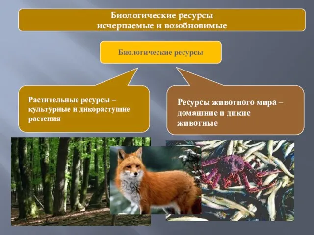 Биологические ресурсы исчерпаемые и возобновимые Биологические ресурсы Растительные ресурсы – культурные и