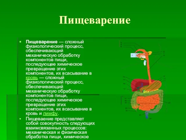 Пищеварение Пищеварение — сложный физиологический процесс, обеспечивающий механическую обработку компонентов пищи, последующее