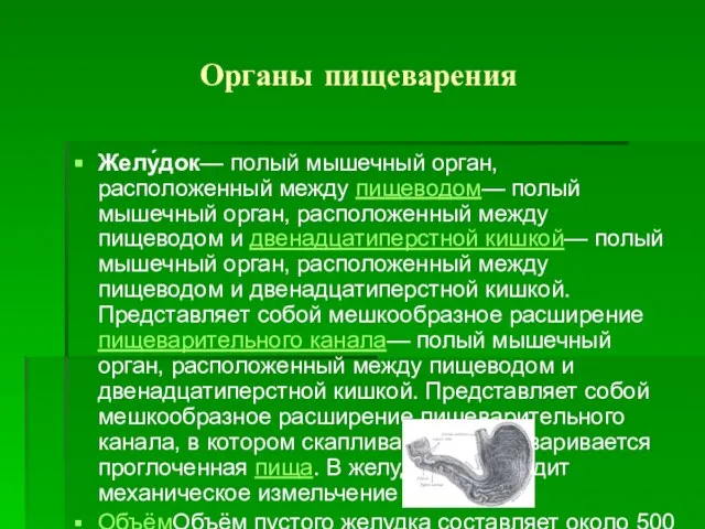 Органы пищеварения Желу́док— полый мышечный орган, расположенный между пищеводом— полый мышечный орган,