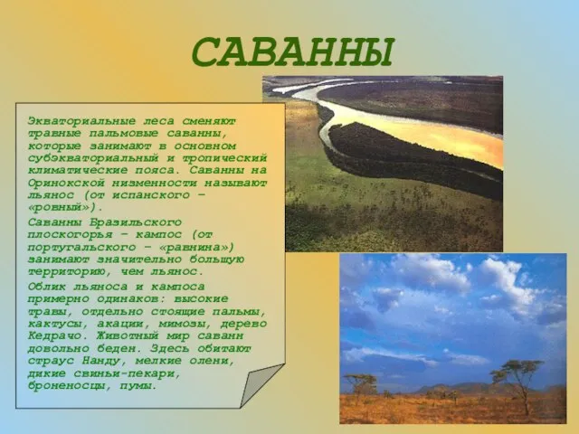 САВАННЫ Экваториальные леса сменяют травные пальмовые саванны, которые занимают в основном субэкваториальный