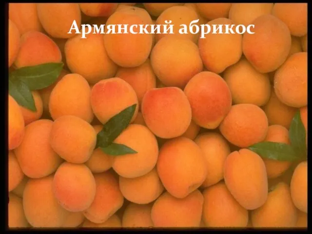 Армянский абрикос