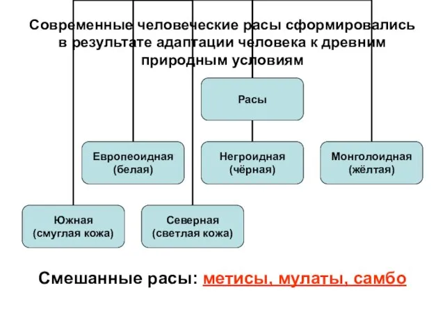 Современные человеческие расы сформировались в результате адаптации человека к древним природным условиям