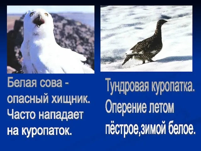 Белая сова - опасный хищник. Часто нападает на куропаток. Тундровая куропатка. Оперение летом пёстрое,зимой белое.