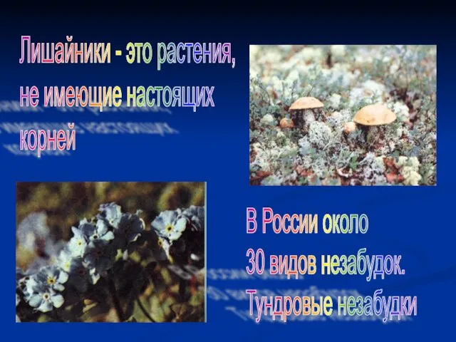 Лишайники - это растения, не имеющие настоящих корней В России около 30 видов незабудок. Тундровые незабудки