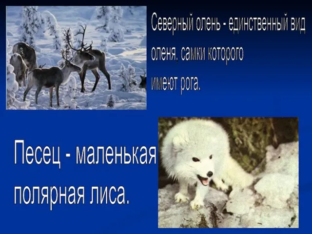 Песец - маленькая полярная лиса. Северный олень - единственный вид оленя, самки которого имеют рога.