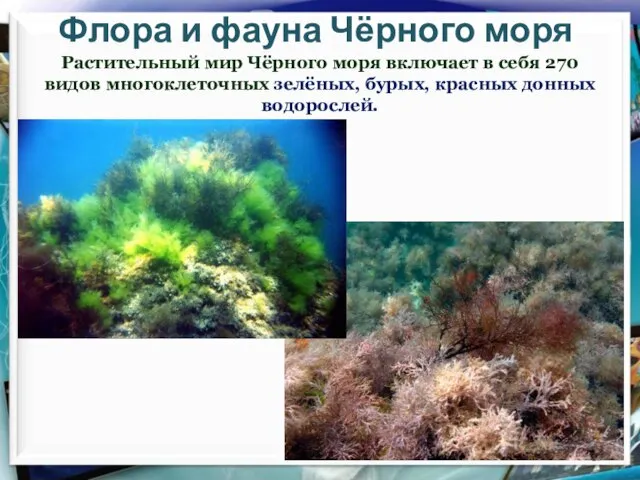 Флора и фауна Чёрного моря Растительный мир Чёрного моря включает в себя