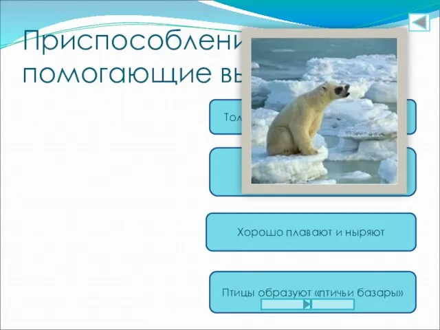 Приспособления, помогающие выжить: Толстый слой подкожного жира Густой мех у животных и