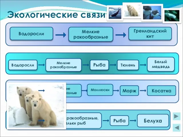 Экологические связи Водоросли Мелкие ракообразные Гренландский кит Водоросли Рыба Тюлень Белый медведь