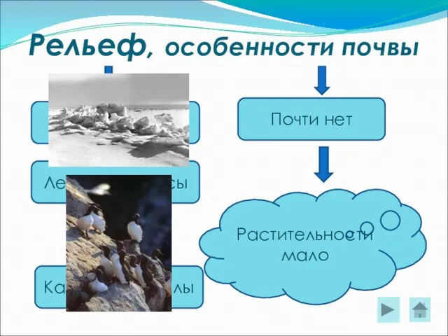 Рельеф, особенности почвы Каменные скалы Ледяные торосы Снежные равнины Почти нет Растительности мало