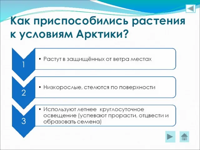 Как приспособились растения к условиям Арктики?