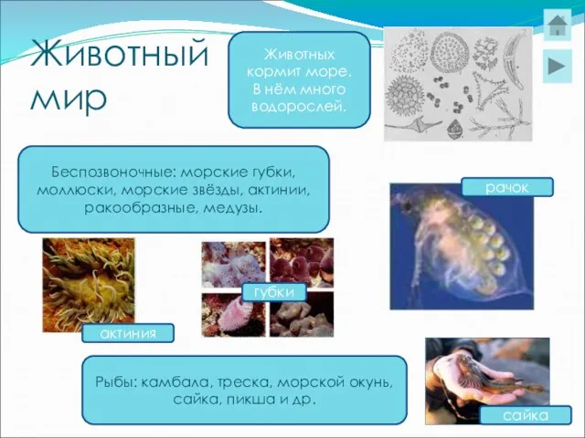 Животный мир Беспозвоночные: морские губки, моллюски, морские звёзды, актинии, ракообразные, медузы. Рыбы: